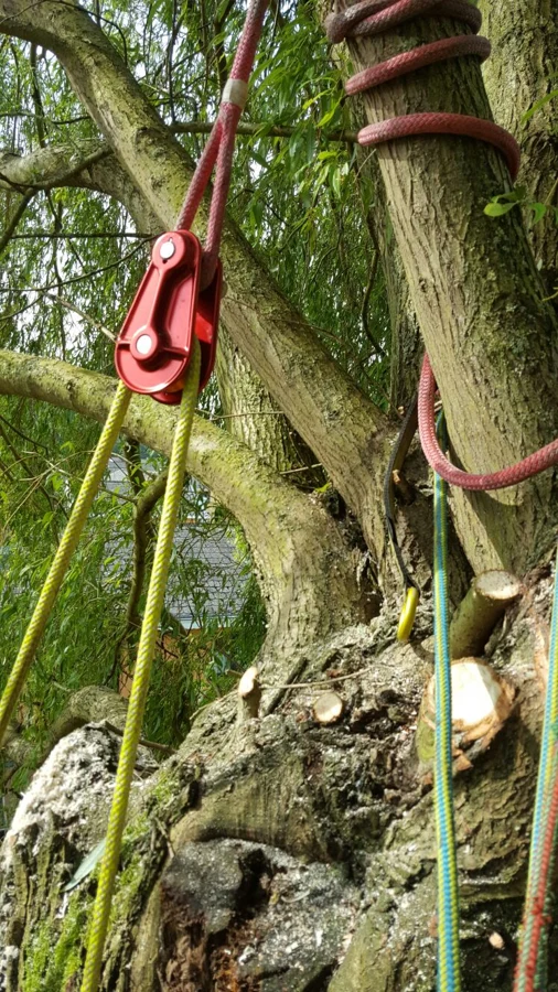Poulie et corde de rétention installées dans un arbre pour le démontage des branches