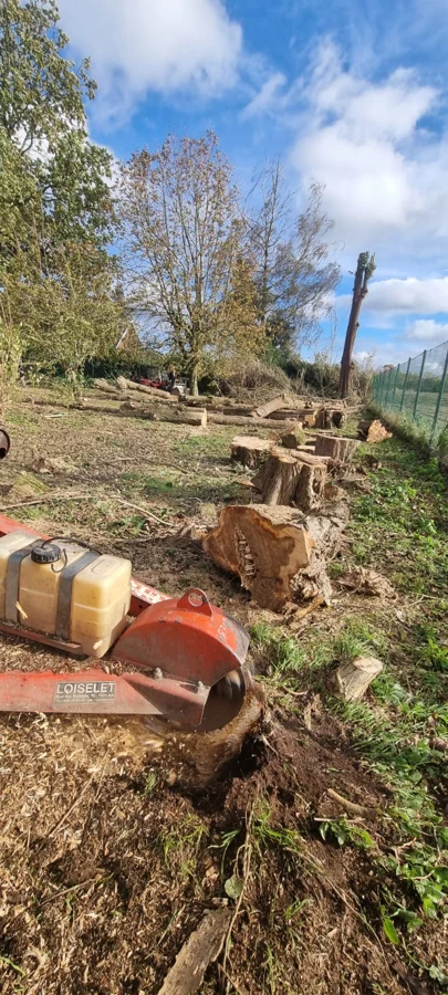 Rogneuse en action sur une souche après abattage