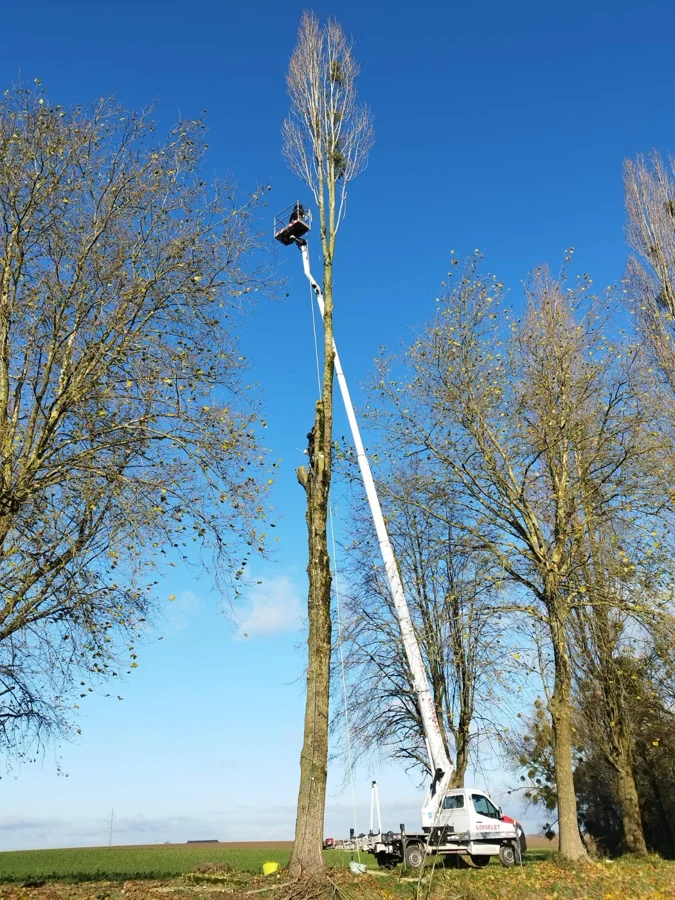 Démontage d’un arbre de grande hauteur à la nacelle près de champs cultivés