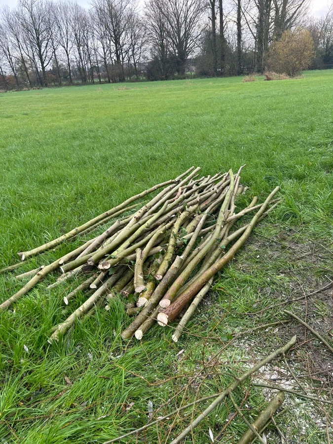 Des perches pour de nouveaux saules