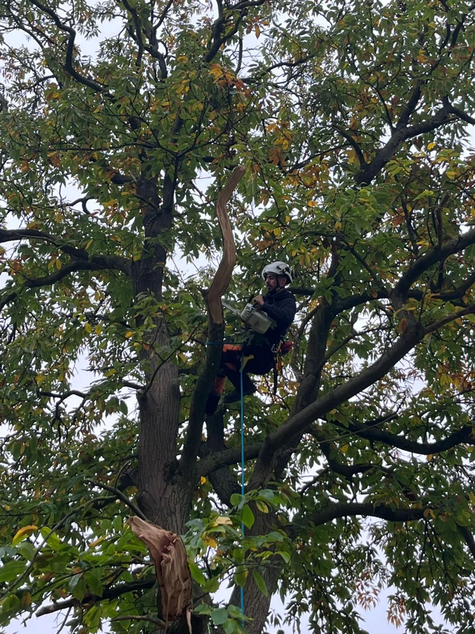 Élagueur équipé d’une tronçonneuse travaillant dans un arbre