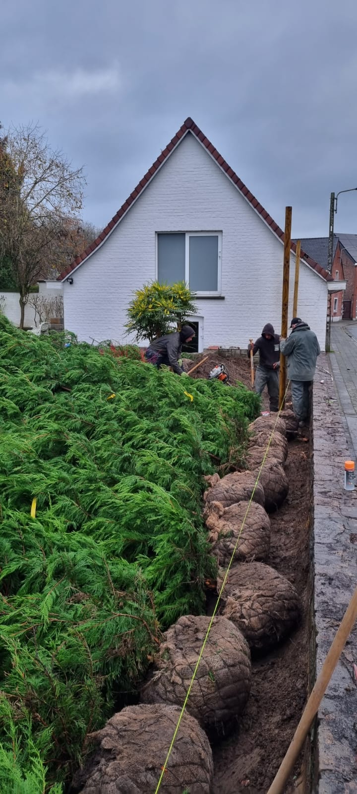 Notre équipe préparant la plantation d’une haie de grands conifères en motte