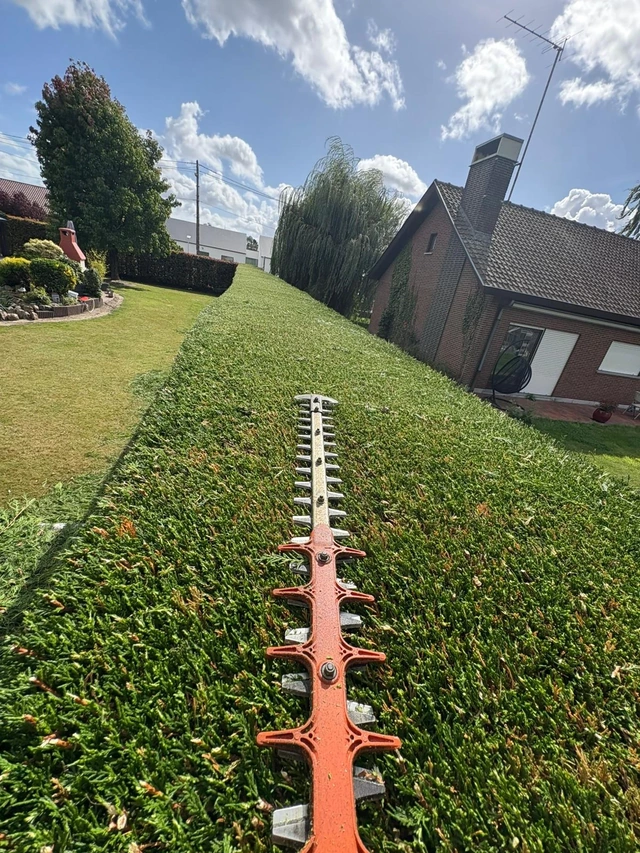 Taille de haie dans un jardin entretenu