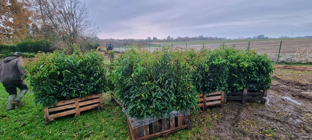 Des végétaux prêts à être plantés
