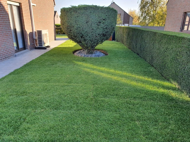 Pelouse en rouleaux le jour de la pose, autour d’un arbuste et le long d’une haie