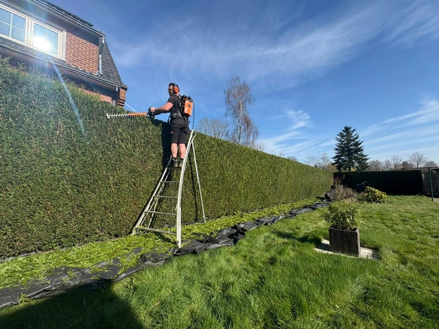 Jardinier professionnel taillant une haie depuis un escabeau