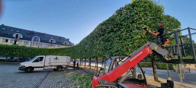 Notre équipe taille les arbres place des Capucins à Ath