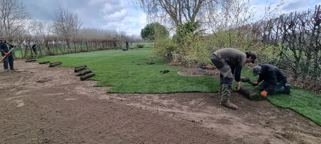 La pose des rouleaux de gazon sur le terrain préparé.
