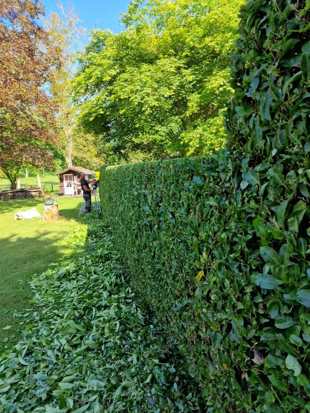 Un jardinier taillant une haie dans un jardin