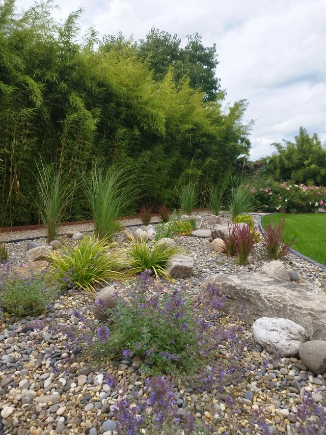 Les graminées se développent et structurent progressivement le jardin.