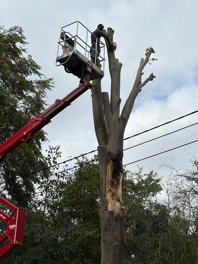 Démontage à la nacelle d’un arbre gravement blessé par une tempête