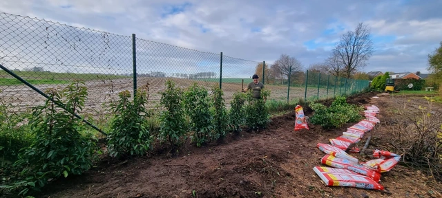 Planter des arbustes déjà développés
