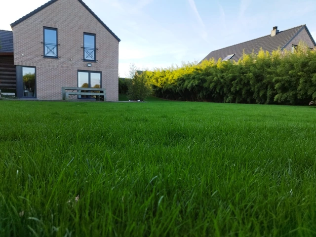 Vue rapprochée d’une pelouse en rouleaux dense et bien verte