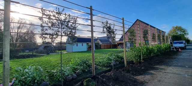 Arbres palissés et haie plantés en bordure de jardin