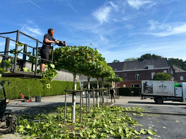 Taille des arbres autour d’un parking depuis une nacelle