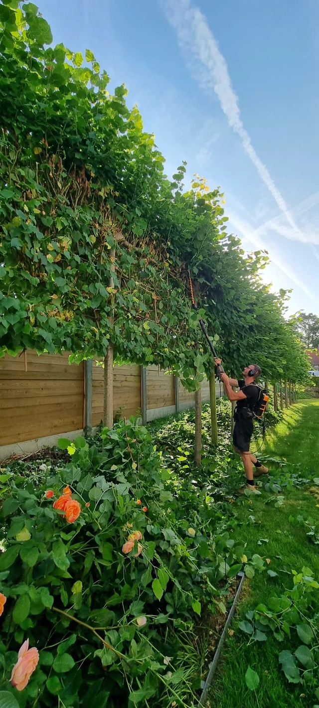 Entretien des arbres palissés d’une résidence dans le centre d’Ath