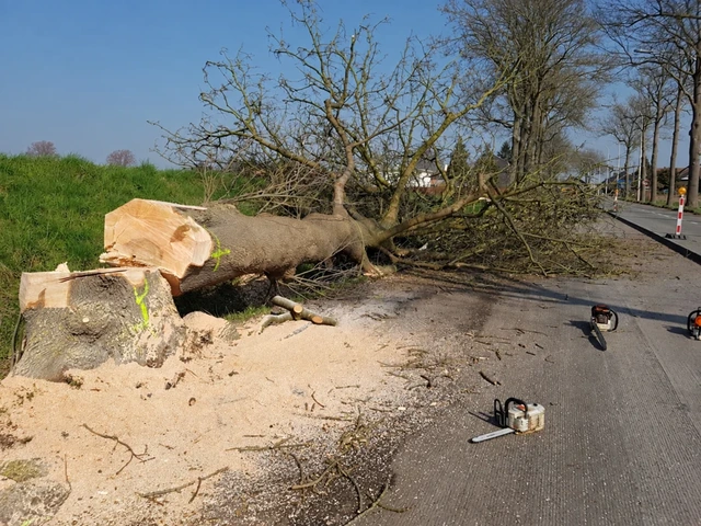 Arbre abattu en bord de piste cyclable dans le cadre d’un chantier pour le SPW