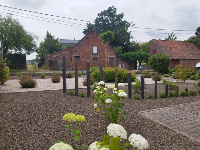 Les hortensias à fleurs blanches devant les barres de schiste.