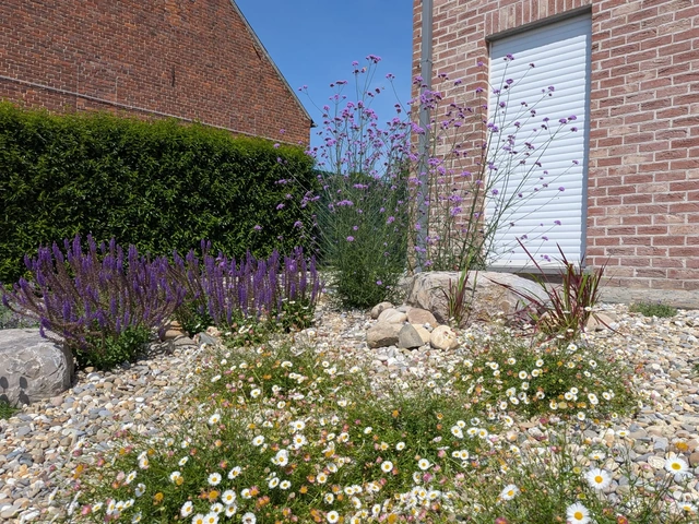Floraisons mauves et blanches dans le parterre minéral.