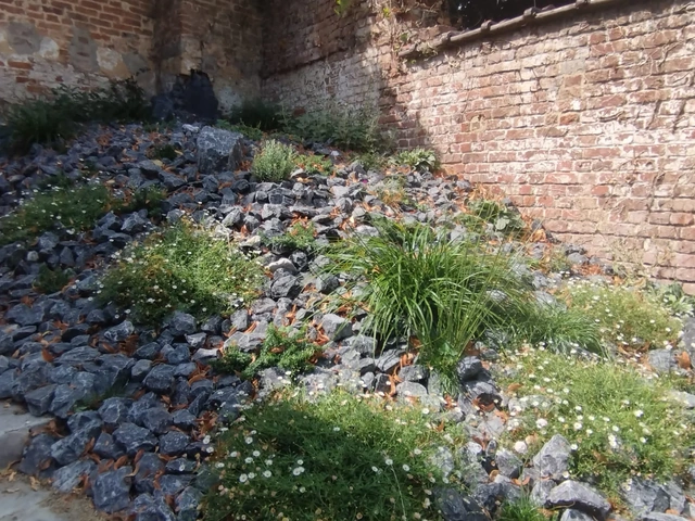 La rocaille accueille graminées et petites floraisons blanches.